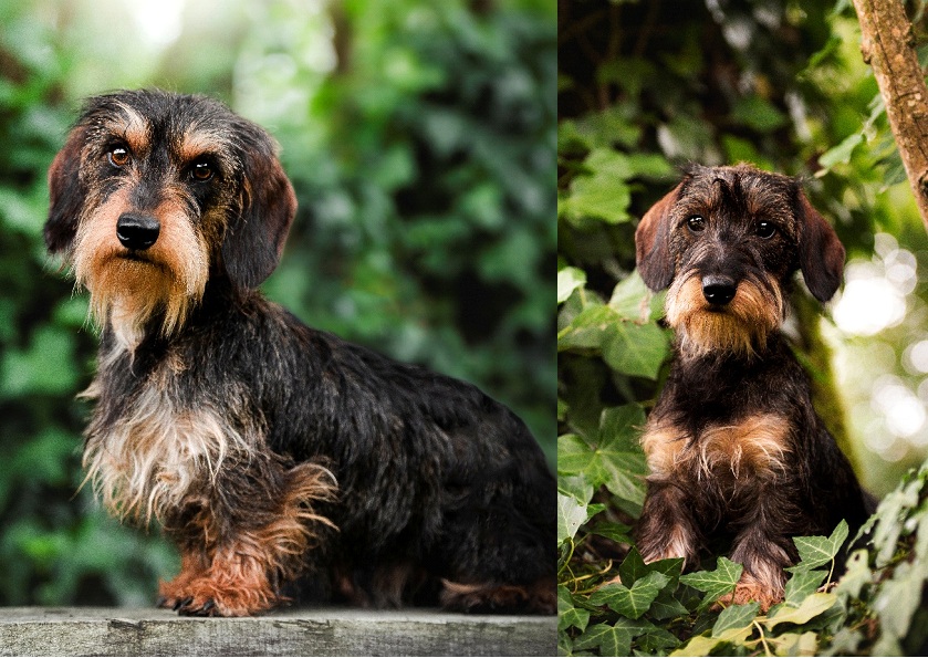 Uguette et Ugoline.jpg