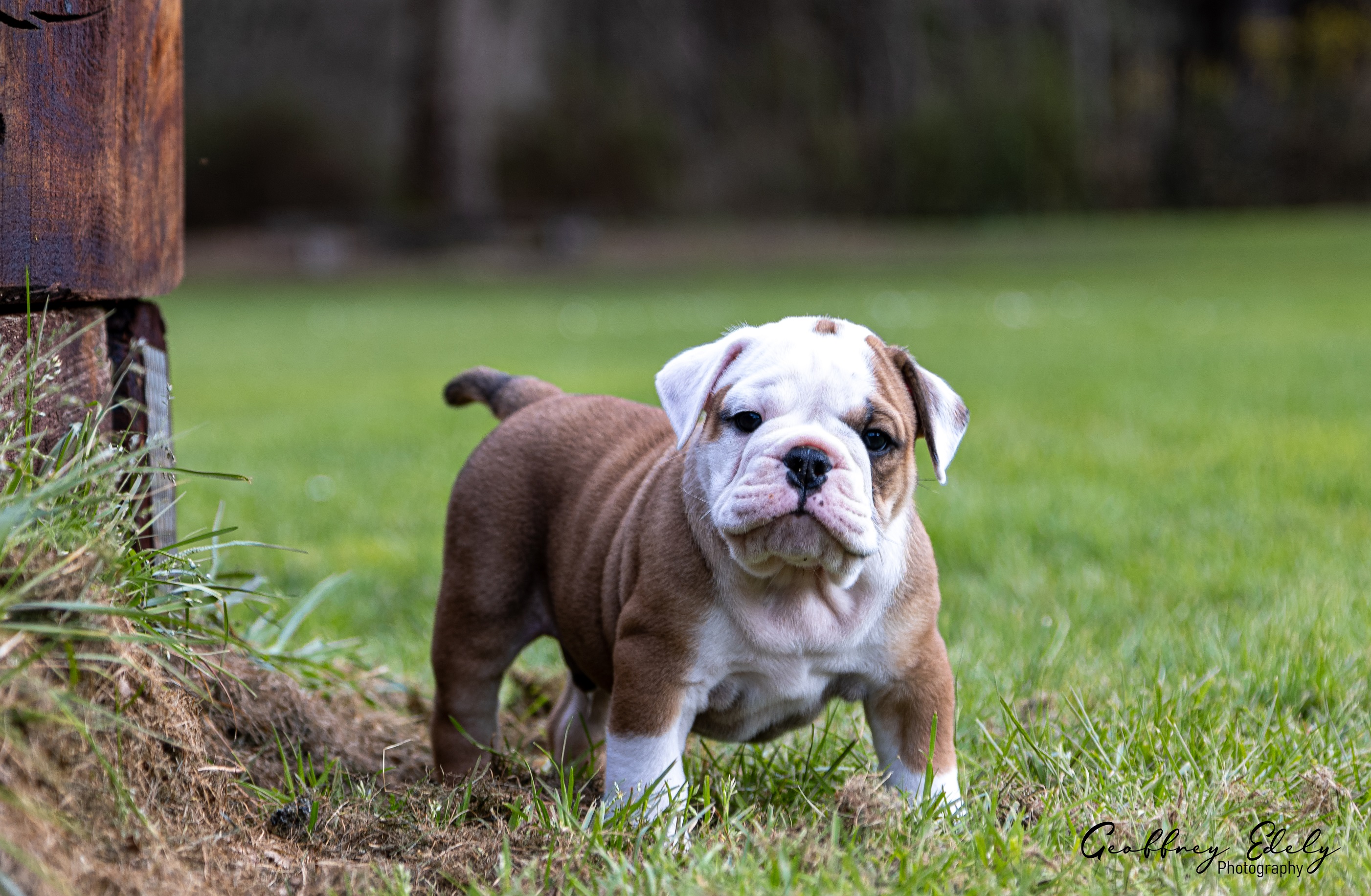 Bulldog Continental